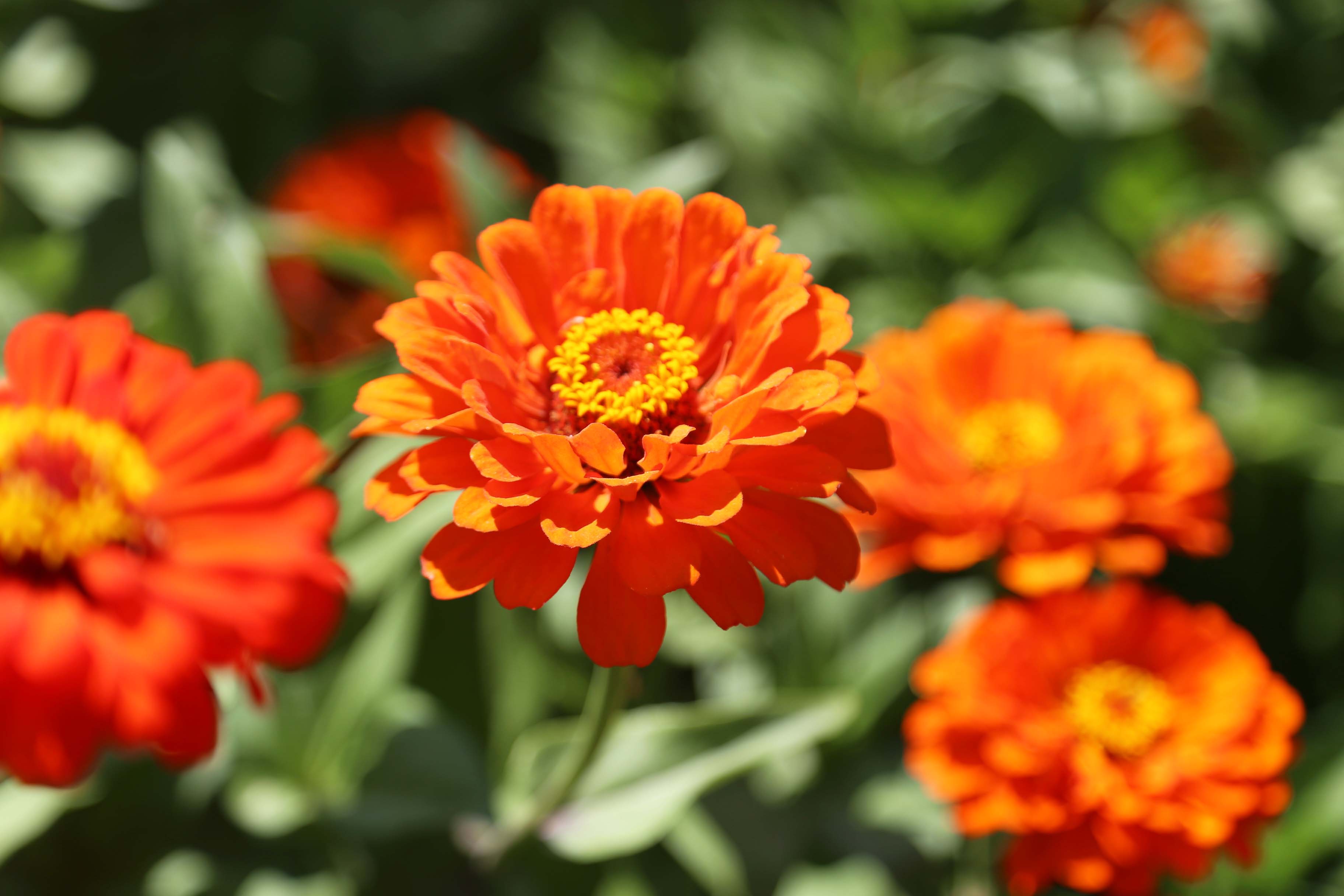 长期供应百日草一级种子