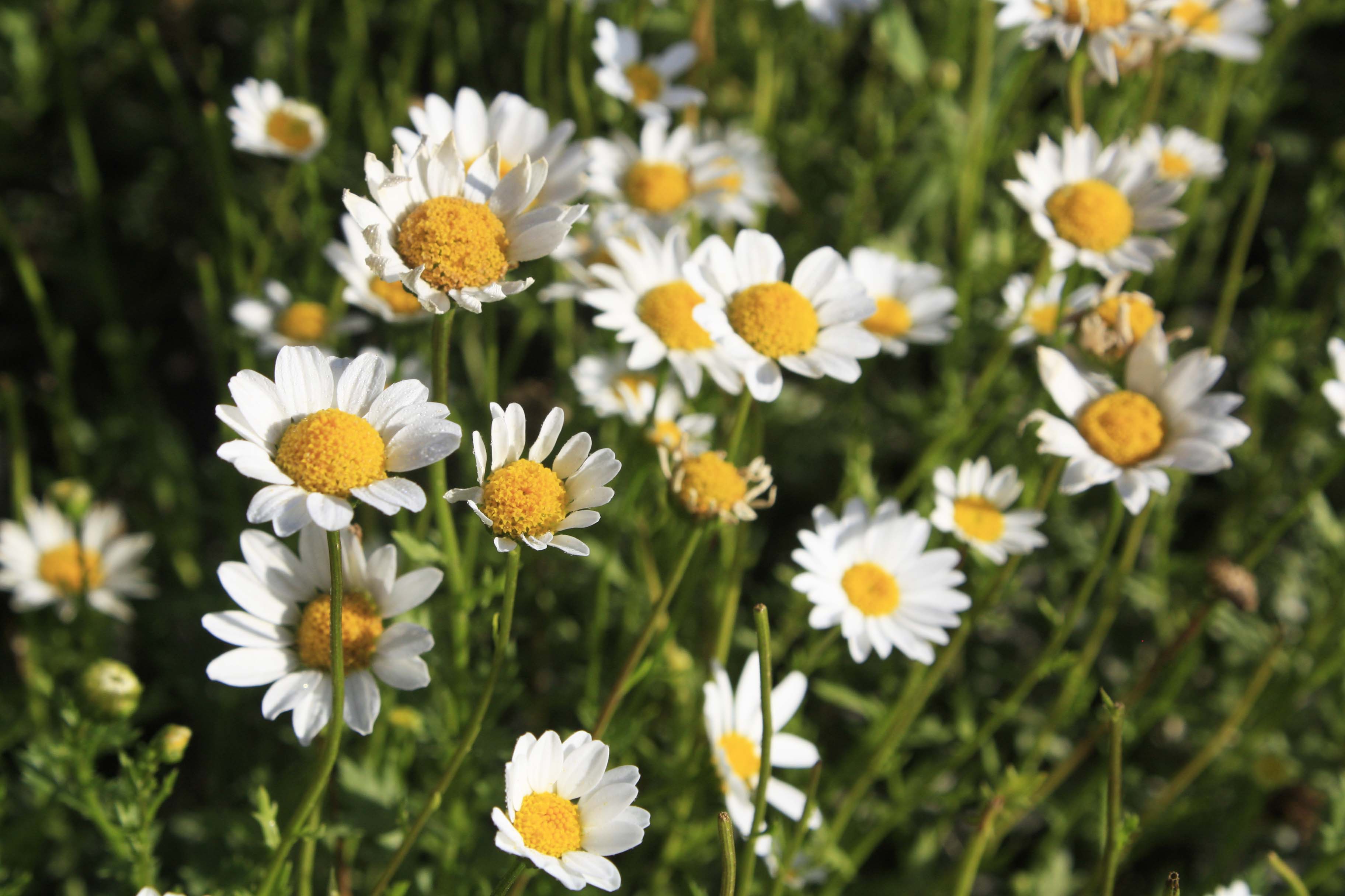 长期供应白晶菊一级种子
