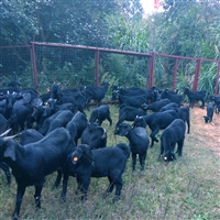 黑山羊养殖，寒冷季节，养好怀孕母羊的五个关键点