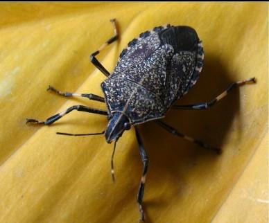 潍坊临朐灭臭虫灭跳蚤 灭白蚁蚂蚁 杀虫公司