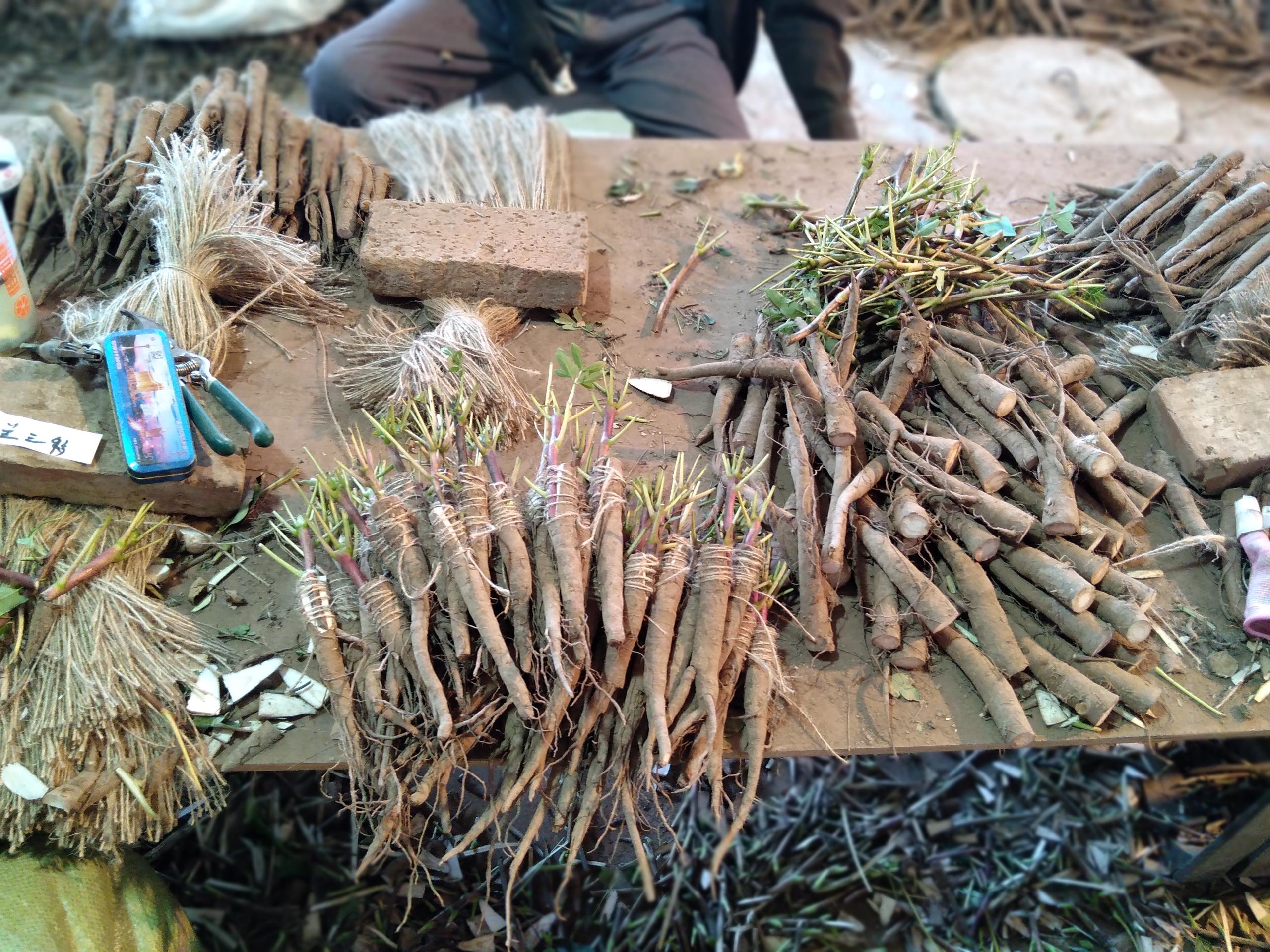 牡丹苗批发紫斑牡丹苗观赏牡丹种苗批发牡丹花苗种植基地