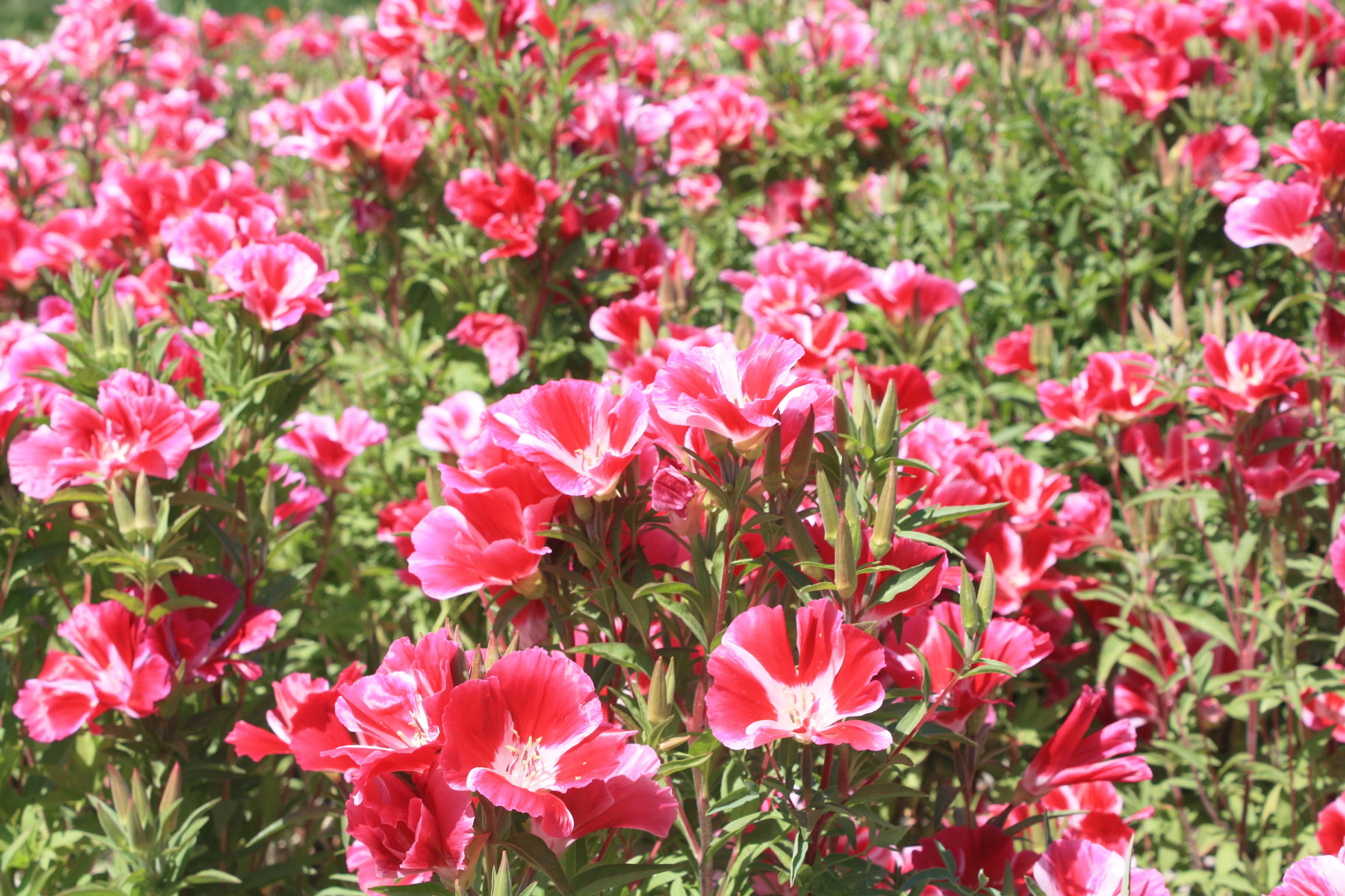 长期供应古代稀一级种子