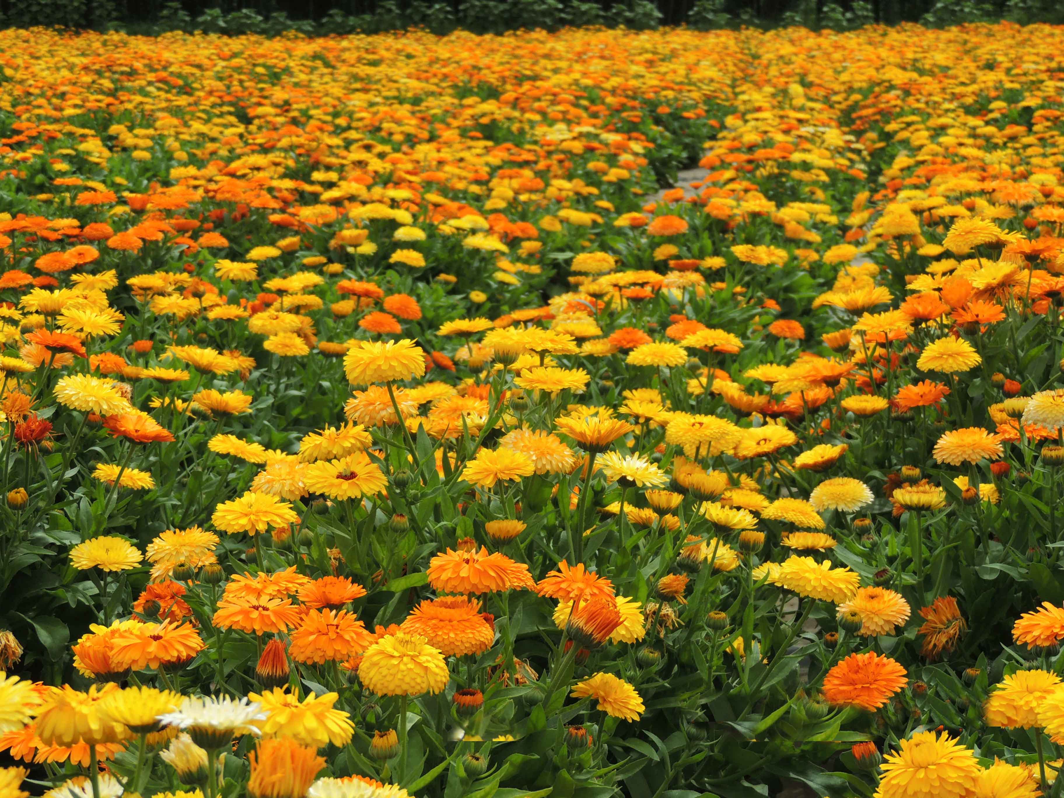 长期供应金盏菊一级种子