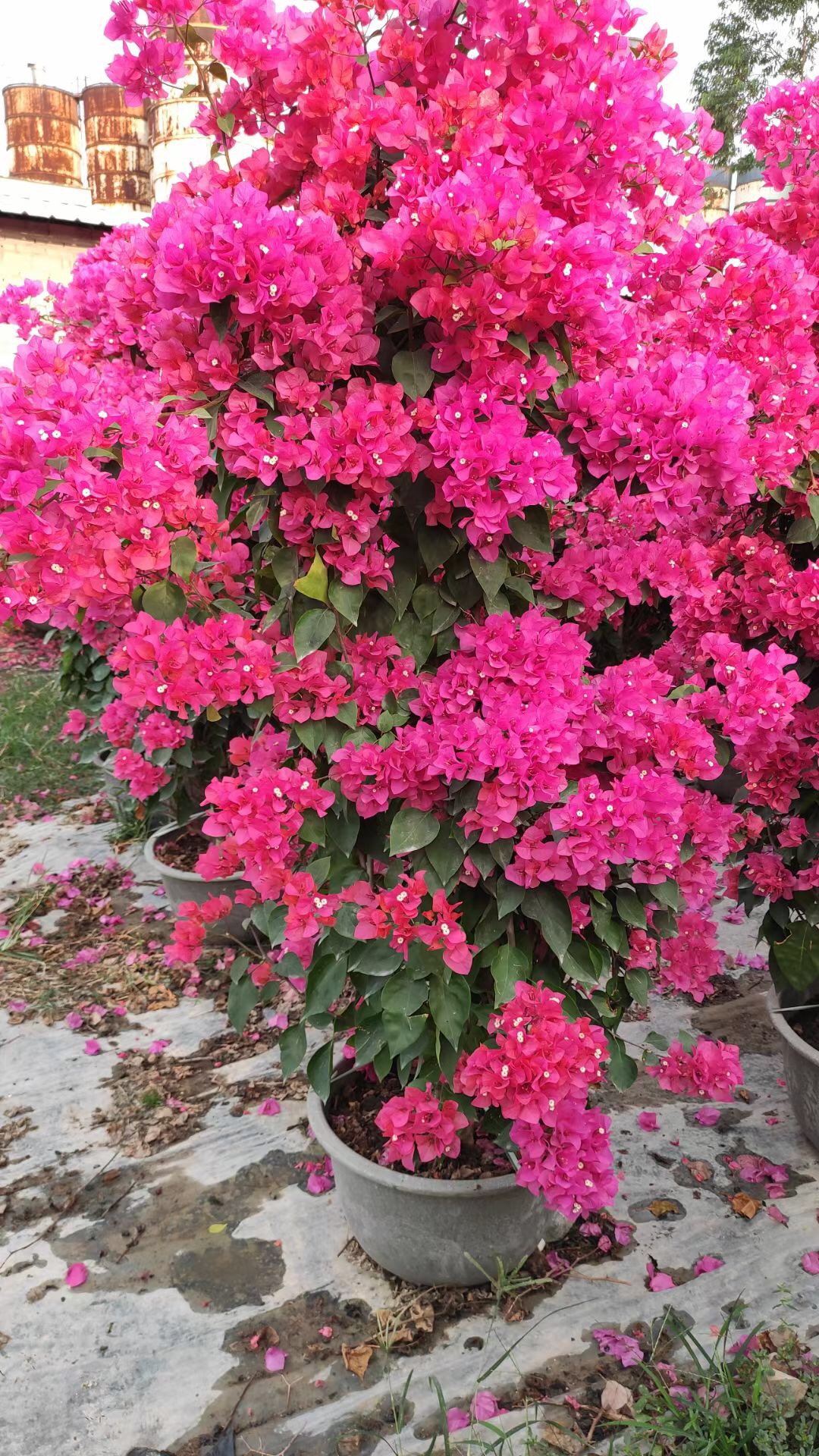 红花三角梅 红花三角梅价格 红花三角梅批发 三角梅 美化公路