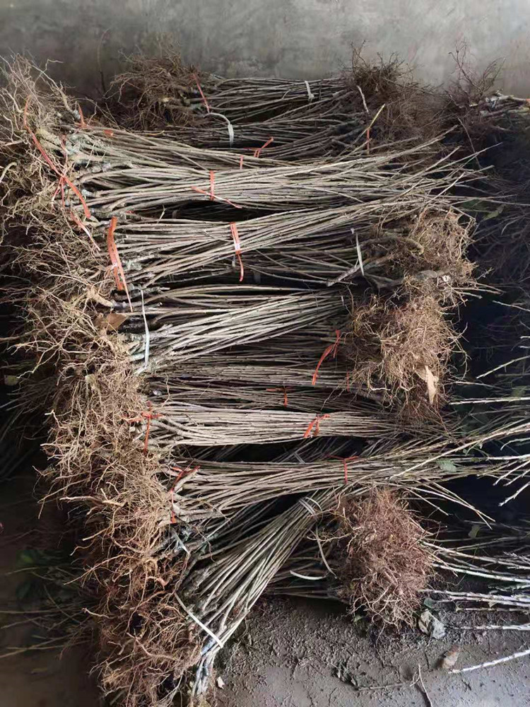 美早樱桃苗特点市场售价多少