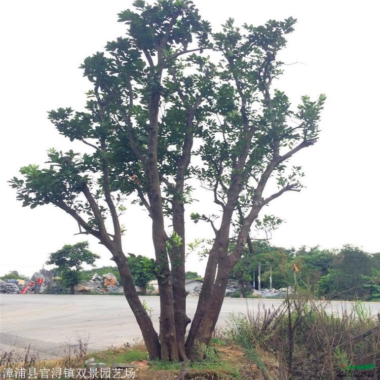 柚子树报价北京柚子树价格柚子树种植基地