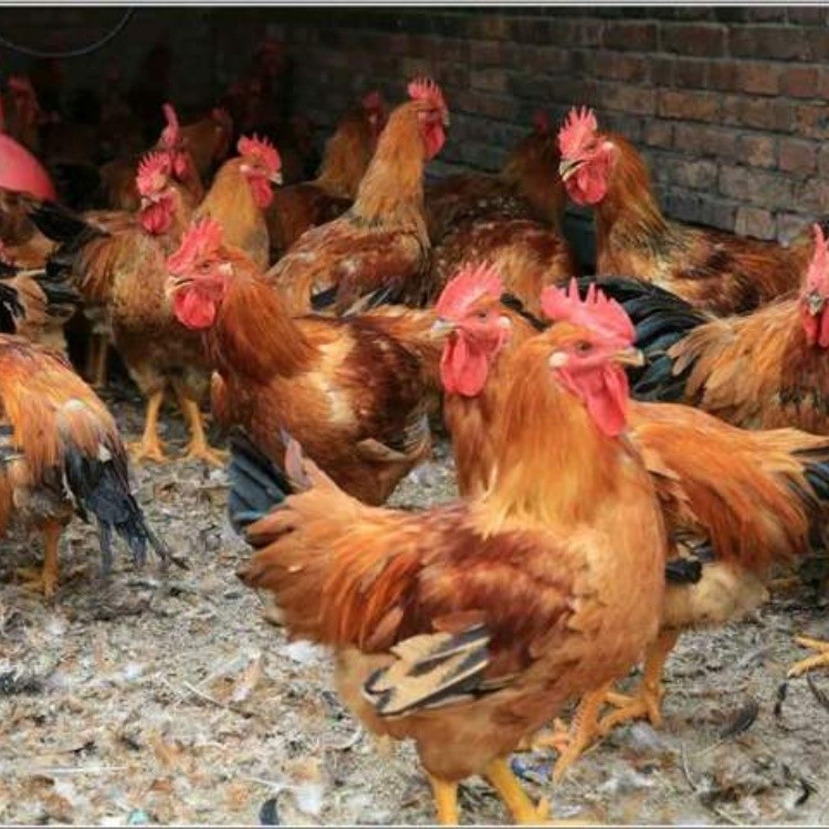 麻黄鸡苗 k901鸡苗批发 k9肉鸡苗价格