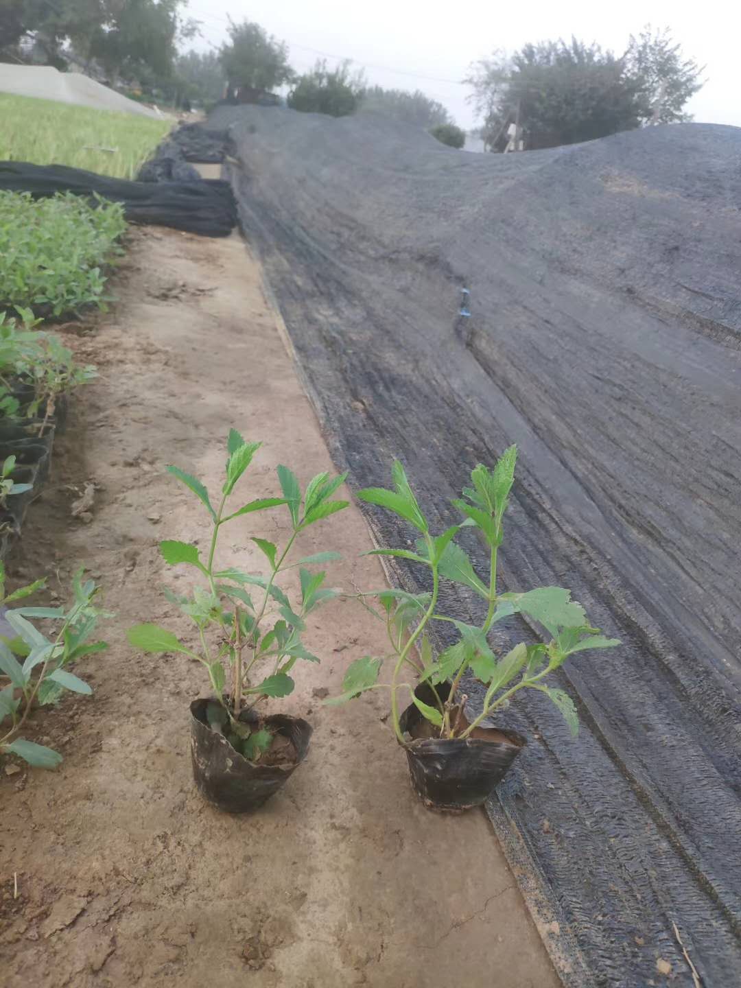 宜春柳叶马鞭草种苗现货销售 青州山合水花苗柳叶马鞭草