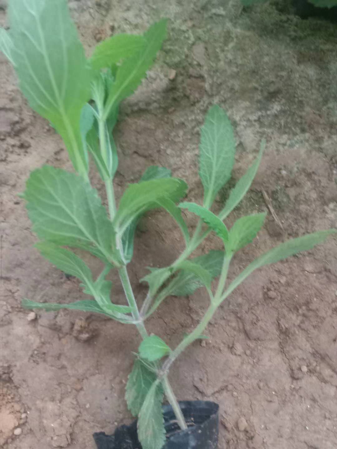 清远花苗柳叶马鞭草批发价格 青州山合水幼苗柳叶马鞭草