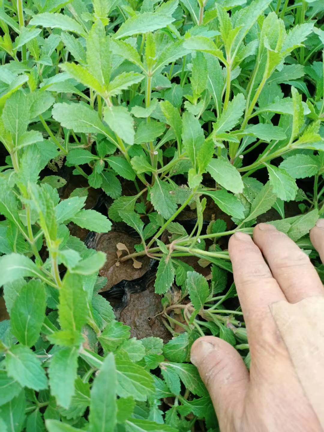 临沂花苗柳叶马鞭草批发 青州山合水幼苗柳叶马鞭草