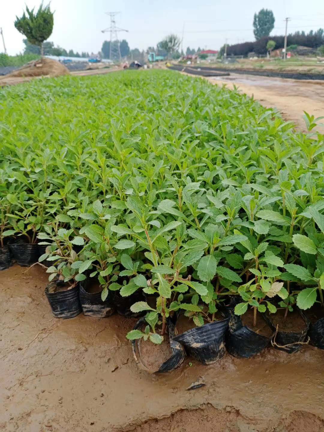 海北柳叶马鞭草种苗现货销售 青州山合水花苗柳叶马鞭草