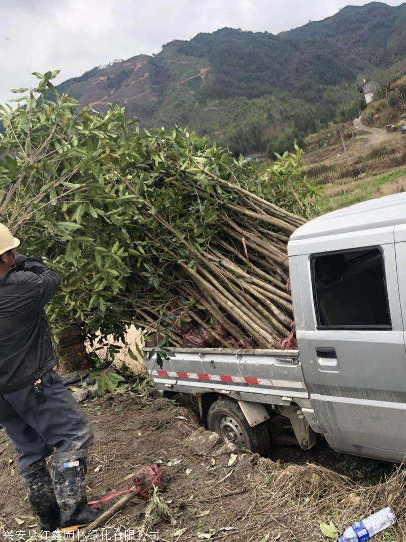 桂花小苗品种红鑫园林品牌联系方式产品信息数量发货地广西 桂林市产