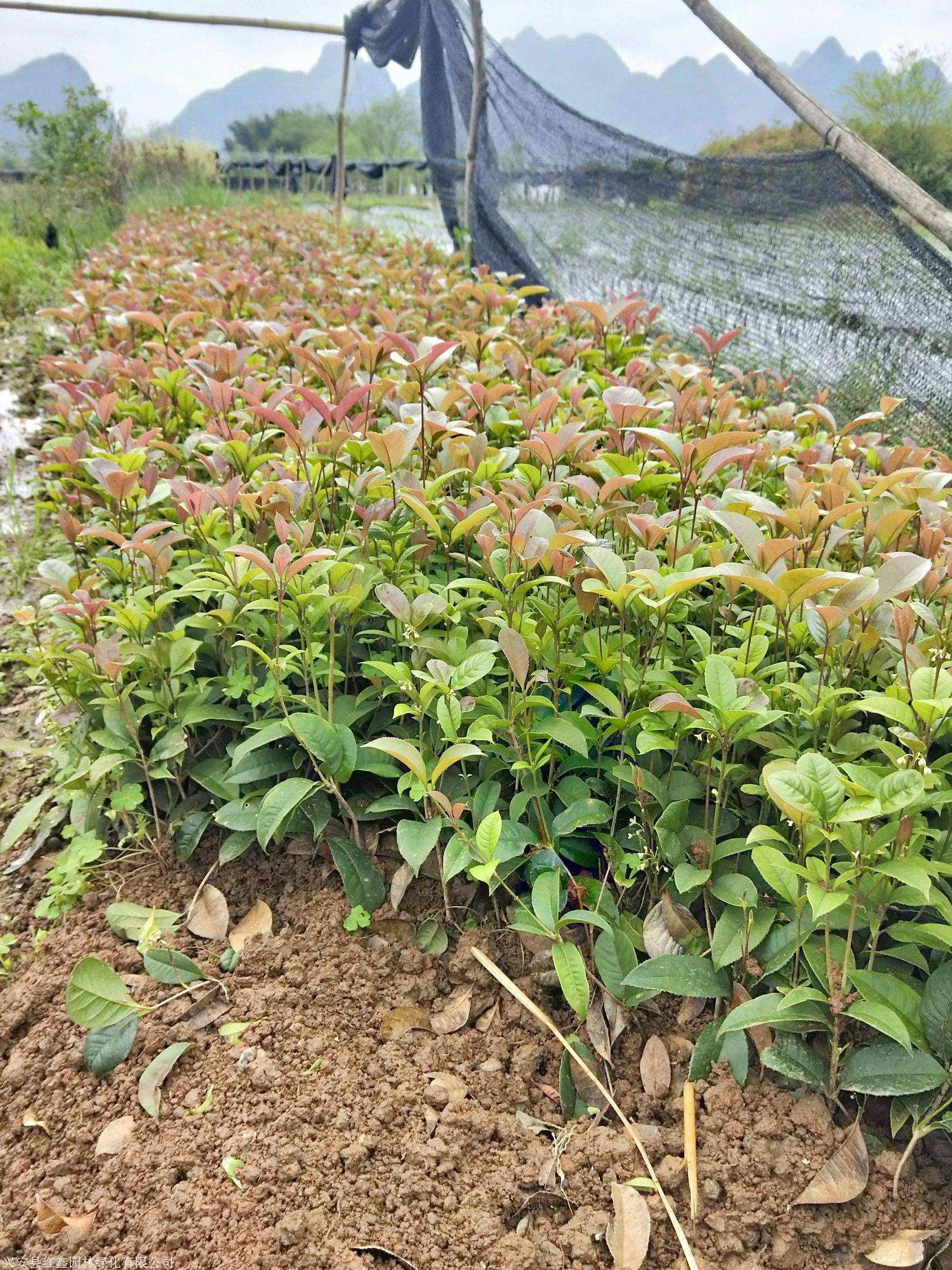 5公分桂花苗批发 江西桂花袋苗 大型苗圃基地