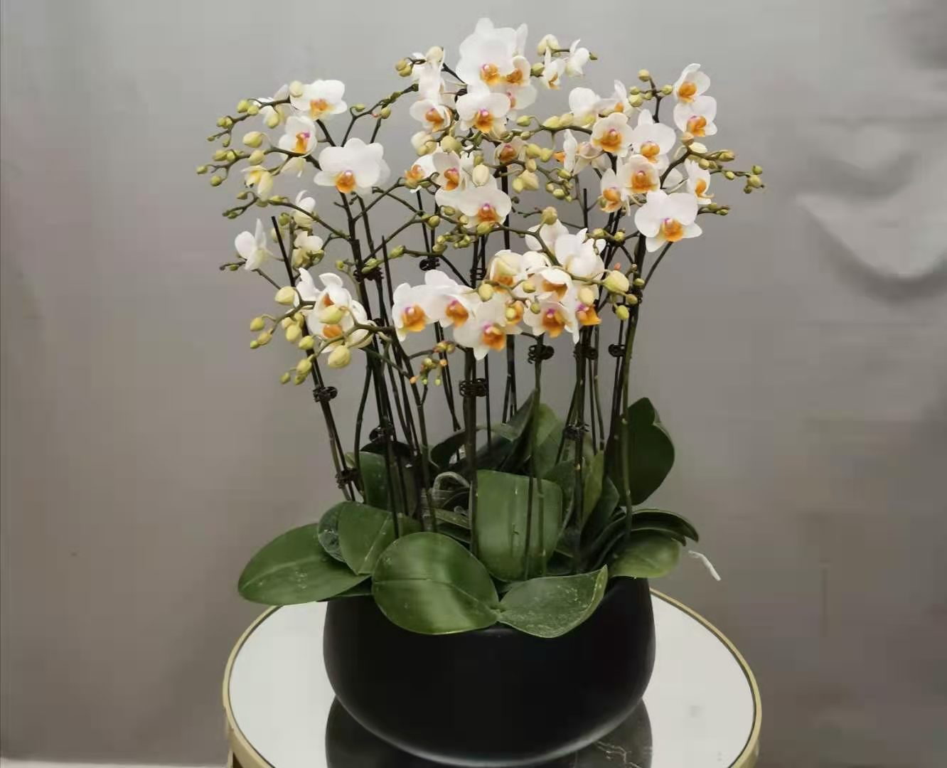 苏州幸福树盆栽,办公室内花卉,造型客厅大型绿植盆景