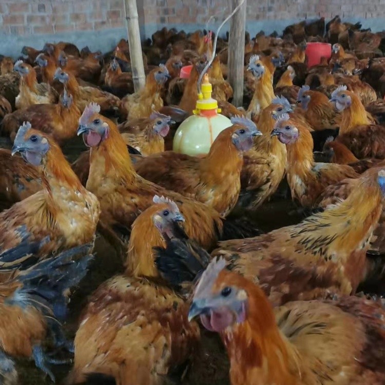 云南快大型麻乌骨鸡苗 昆明麻羽乌鸡苗批发 昭通麻乌鸡苗价格