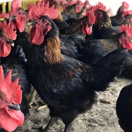 黑鸡苗 天露黑鸡苗供应批发