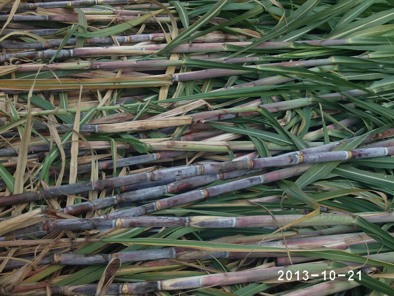 【北方甘蔗种甘蔗苗大量出售供应】价格,厂家,水果种子种苗-搜了网