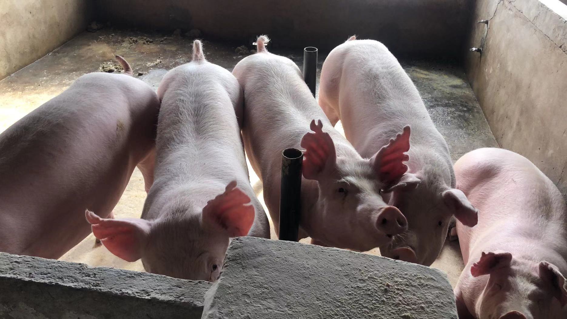 沭阳华南养殖有限公司 产品展厅 >云南长白母猪种猪场