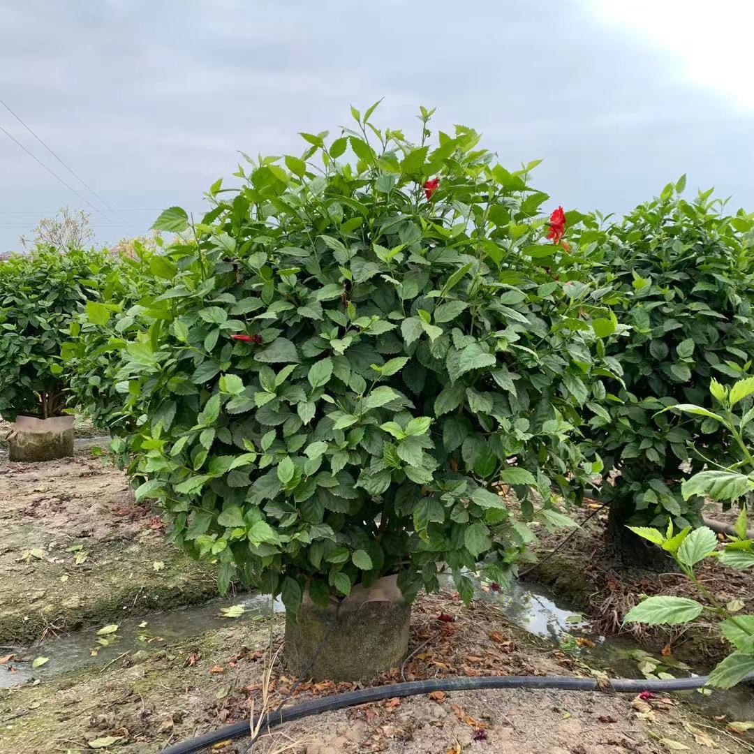 朱槿球价格 中国蔷薇 大红花球批发 彩叶扶桑 扶桑球各种精品球