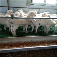 羊圈漏粪板，纯原料塑料羊漏粪板，羊舍专用养羊床铺板