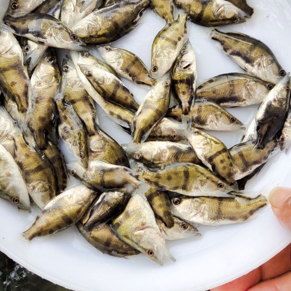 安徽铜陵桂鱼苗批发 基地鳜鱼苗 专车运输 存活率有保障