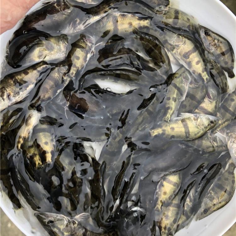 桂魚養殖基地 供應桂魚苗 廠家大量批發 出售丁鱖魚魚苗