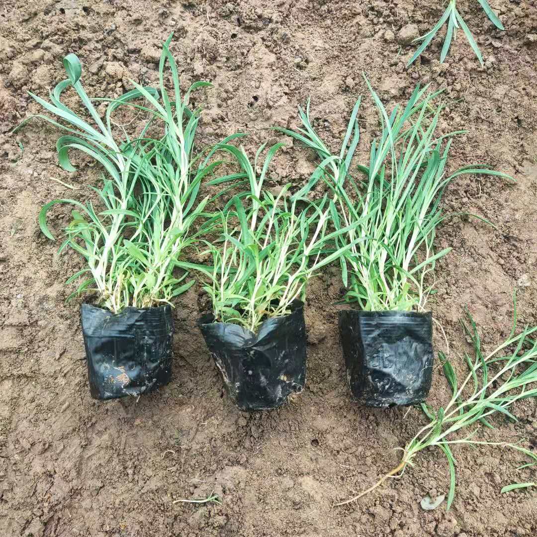 地被石竹自家苗圃种植 诚信经营 量大优惠