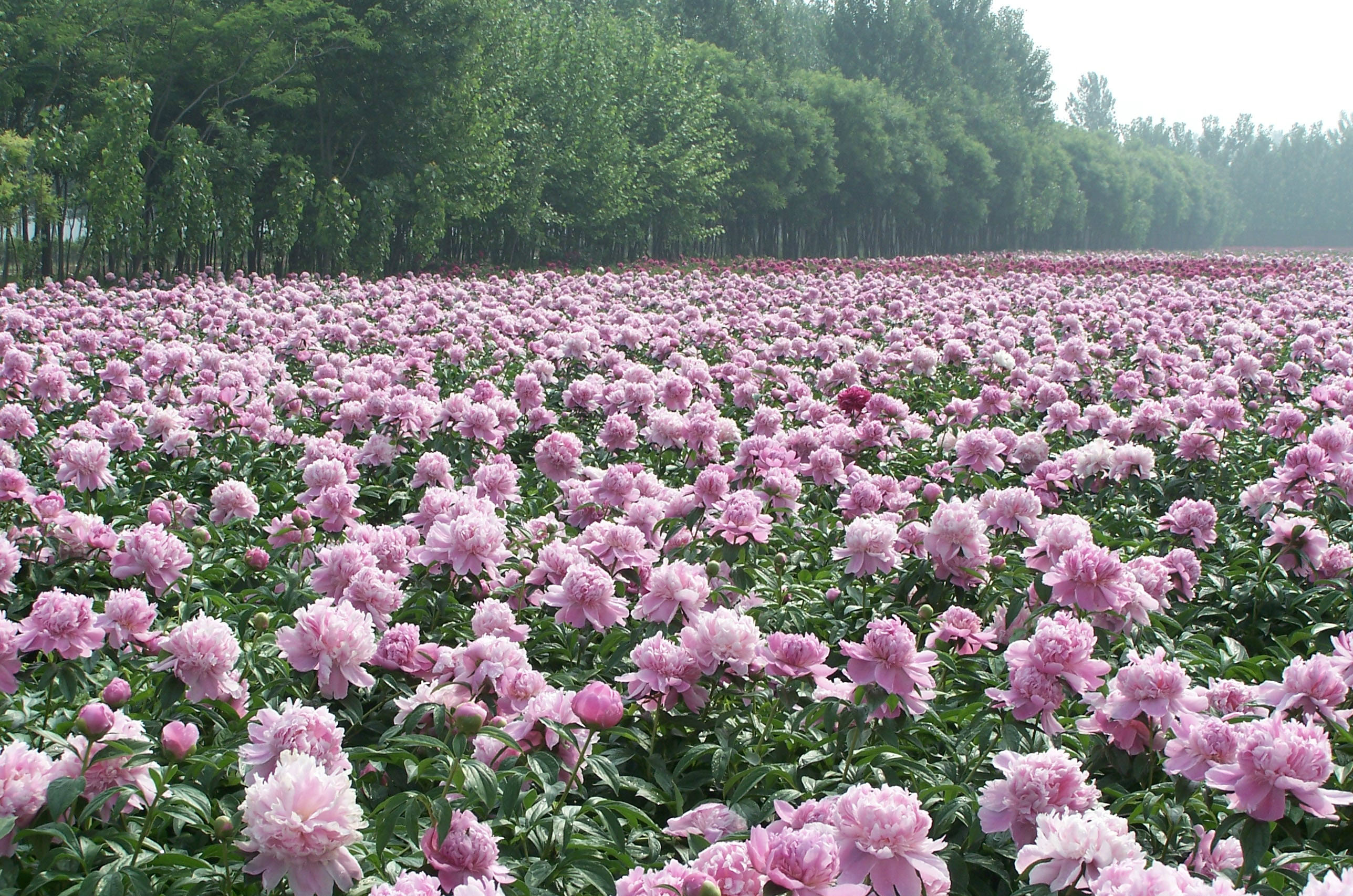 中川牡丹耐寒芍药花块根批发千层重瓣容易管护