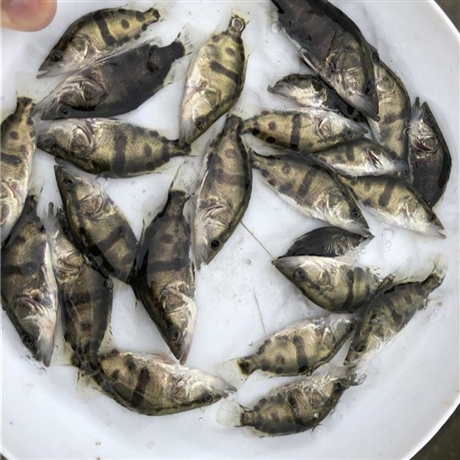 安徽滁州桂鱼养殖行情公司扶持新户提供鱼苗上市助销