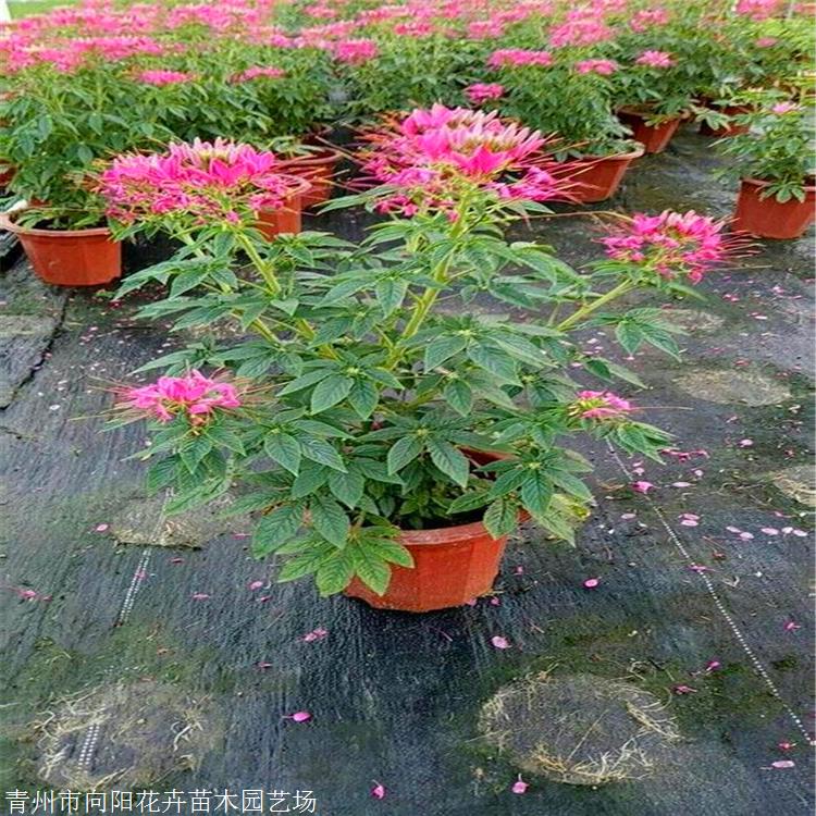 醉蝶花苗批发江苏观赏草醉蝶花园林运用醉蝶花