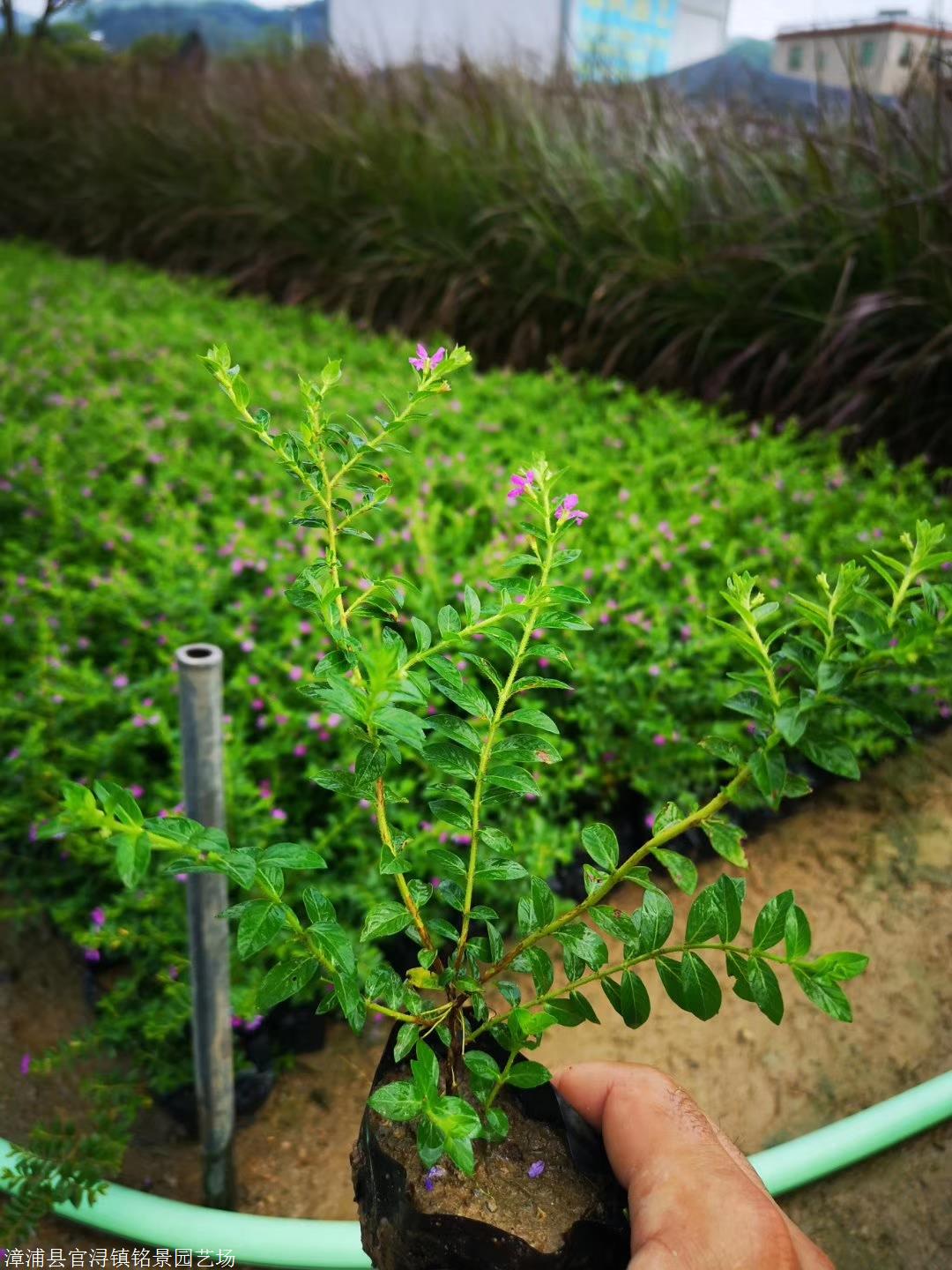 满天星怎么种植(满天星怎么种植种子)