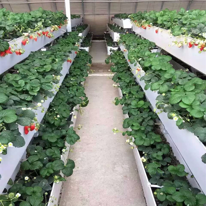无土草莓种植槽草莓基质槽厂家