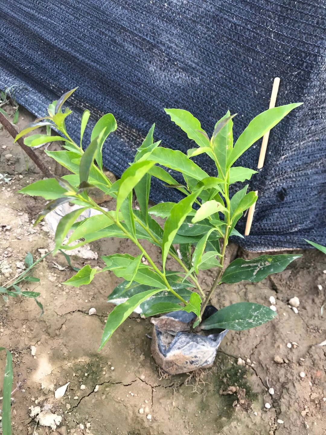 双色茉莉价格双色茉莉各种规格都有双色茉莉销售