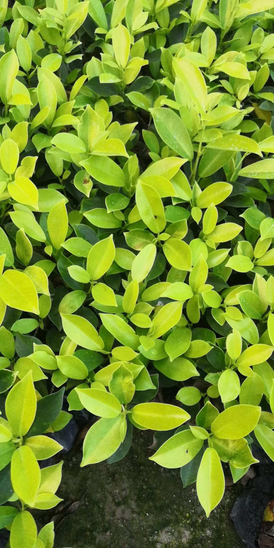 福建黄金榕黄金榕价格产地直销黄金榕15公分