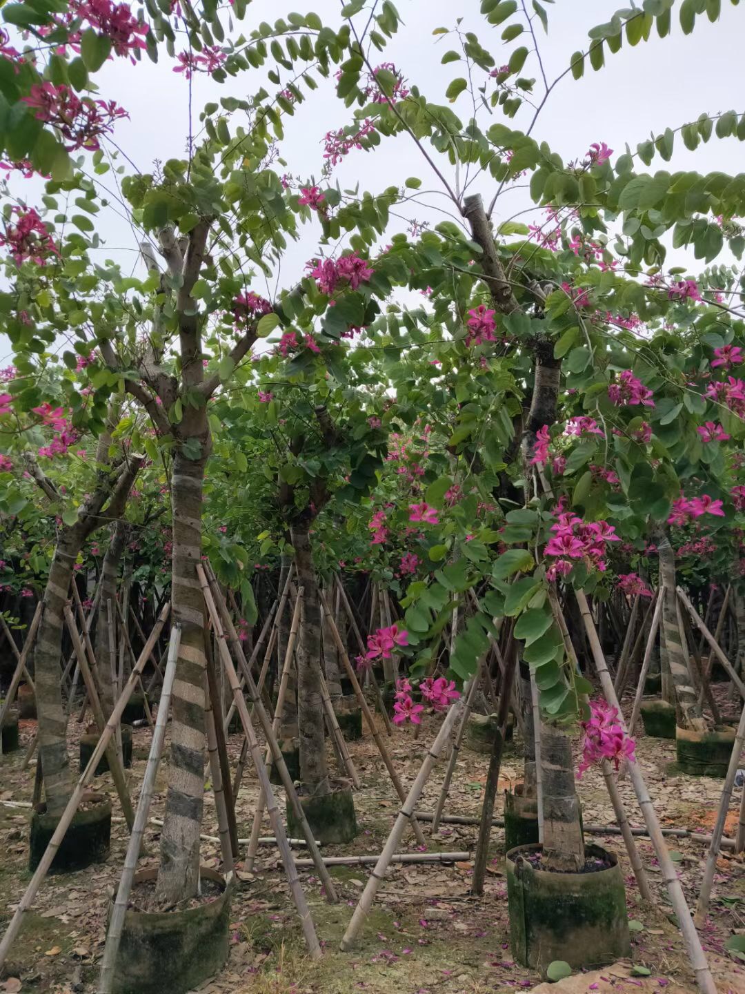 宫粉紫荆价格宫粉紫荆树绿化苗木宫粉紫荆基地