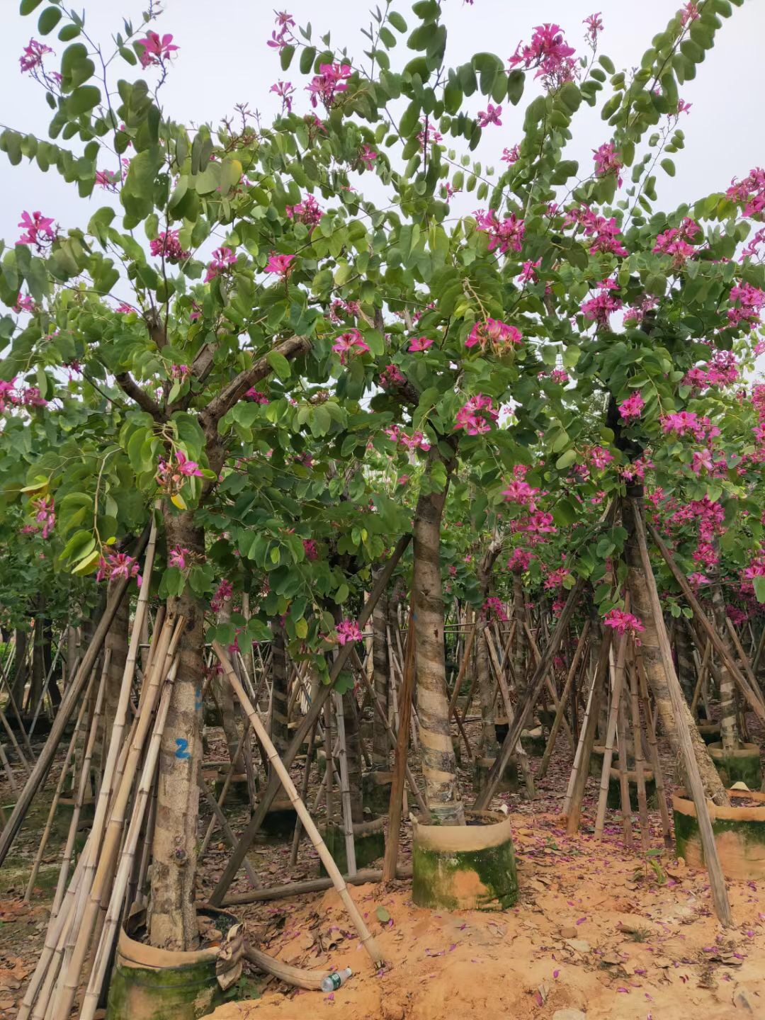 宫粉紫荆价格宫粉紫荆树绿化苗木宫粉紫荆基地