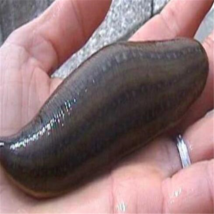 宽体金钱水蛭养殖水蛭苗水蛭价格