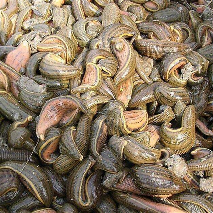 水蛭苗价钱水蛭合作基地水蛭宽体金钱品种