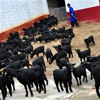 黑山羊的养殖技术和管理  黑山羊养殖在冬季的一管理与四保