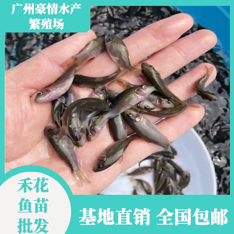 天津禾花鲤鱼苗 3-6公分稻田禾花鲤鱼苗 豪情水产淡水鱼苗批发