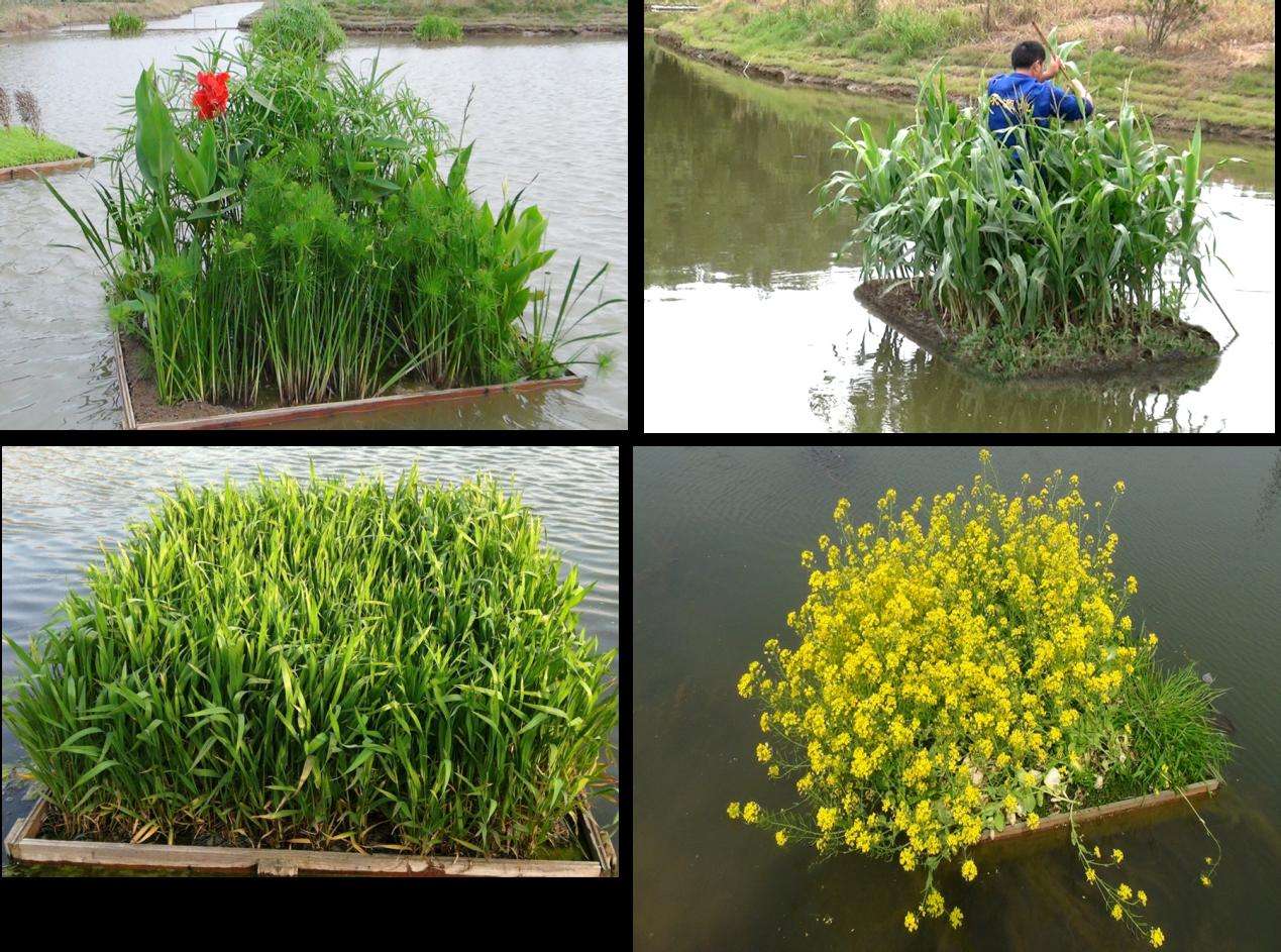 生态浮岛浮岛 植物工程 南通市人工浮岛种植