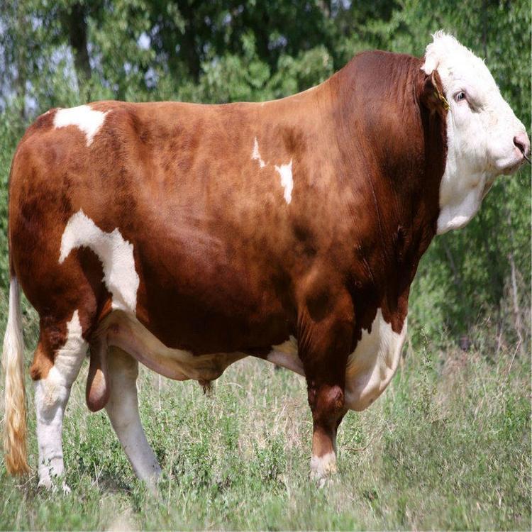 新疆鲁西黄肉牛价格改良肉牛300斤价格繁殖快改良肉牛养殖场基地