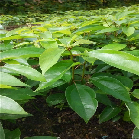 造林苗批發 楓香袋苗價格 楓香小苗種植基地 楓香樹工程綠化小苗