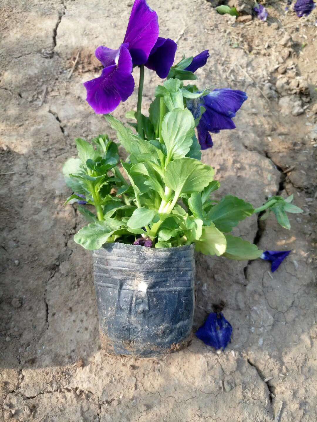 聊城三色堇种苗批发直销 青州山合水三色堇花苗