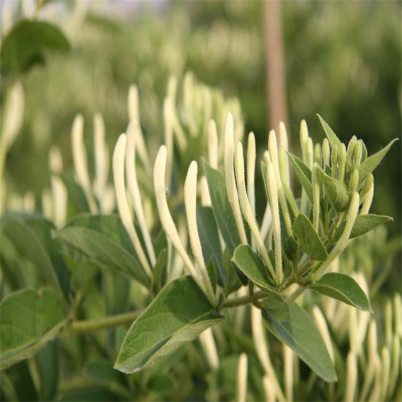 一手价格湘蕾金银花苗 佳沃农业指导报价湘蕾金银花