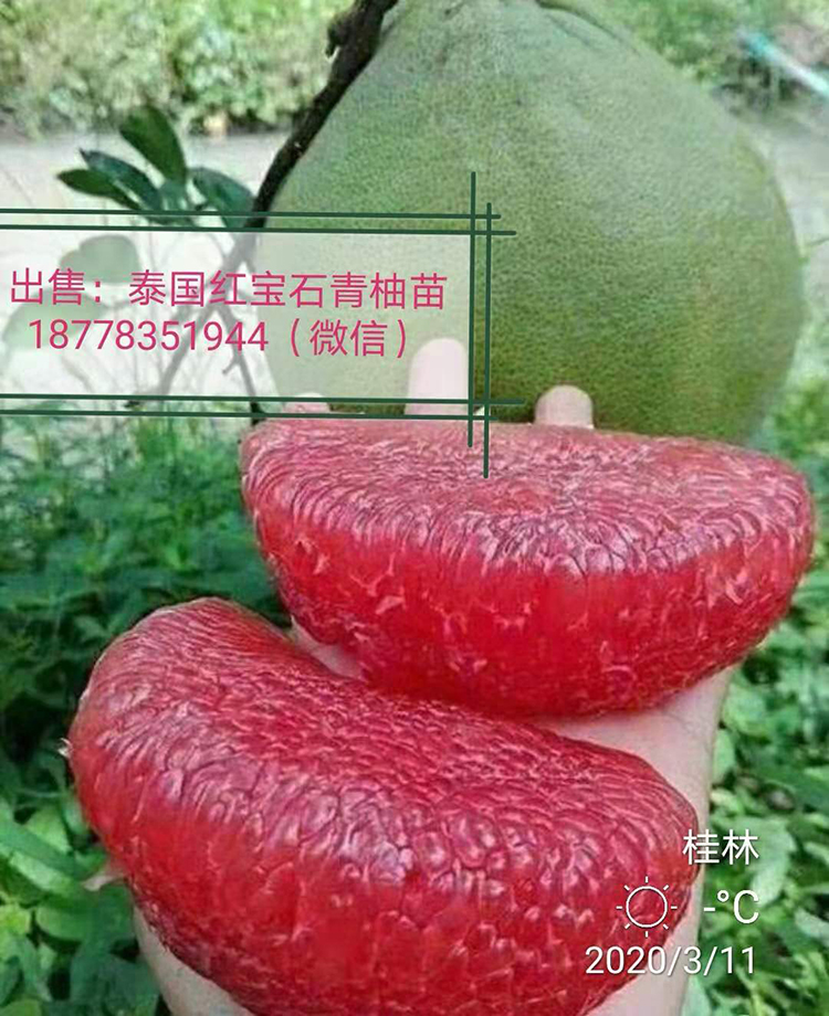 贵州红宝石青柚苗批发图片