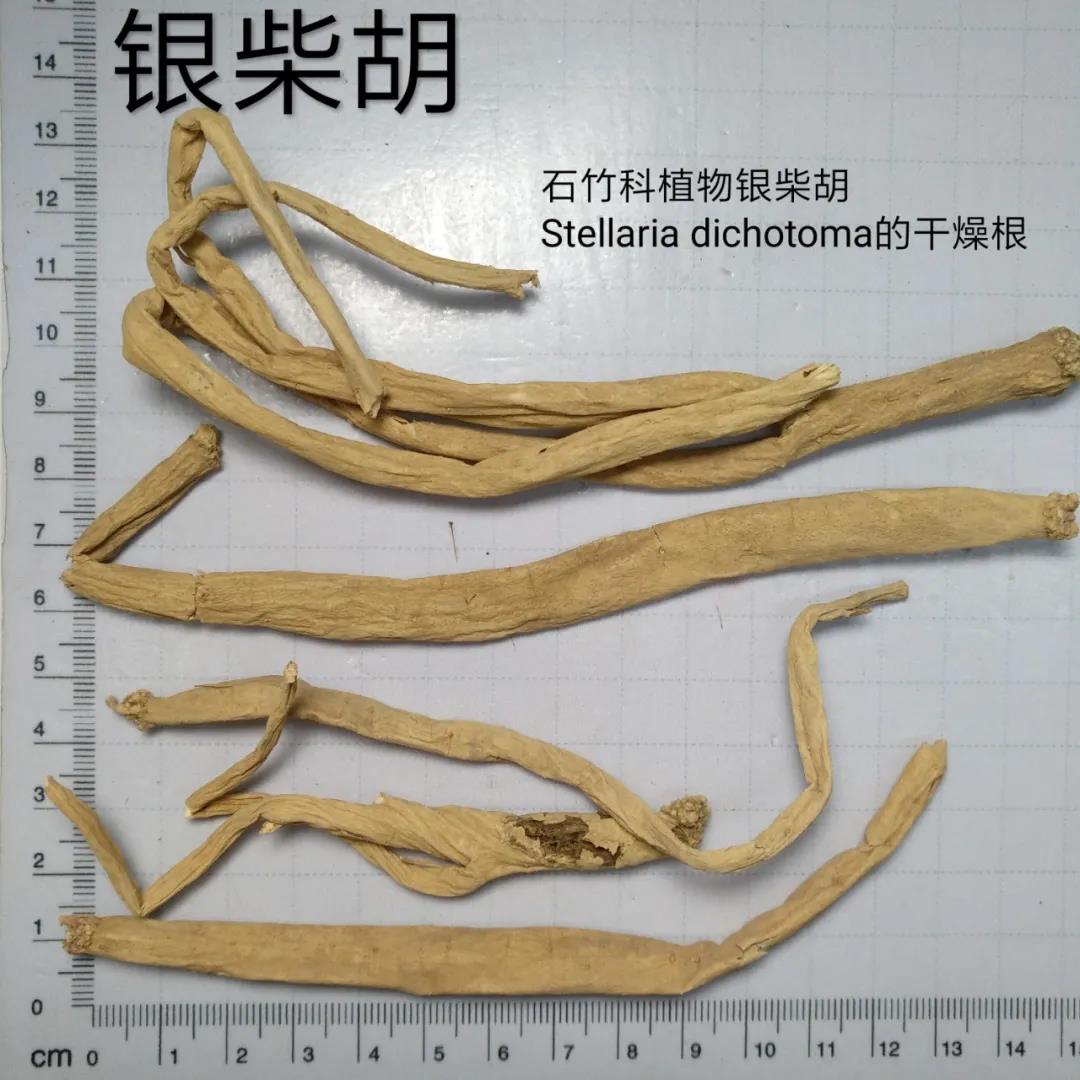 银柴胡价格中药材银柴胡批发