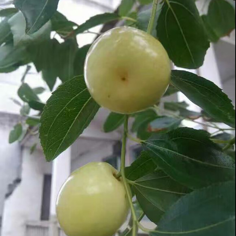 供应大白玲枣苗出售枣树苗2公分枣树苗自销龙须枣苗