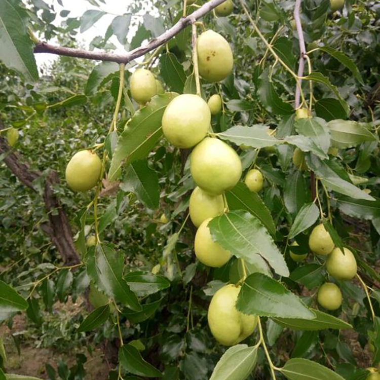 供应大白玲枣苗嫁接大白玲枣苗枣树苗基地嫁接龙须枣树苗