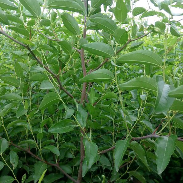 供应大白玲枣苗嫁接大白玲枣苗枣树苗基地嫁接龙须枣树苗